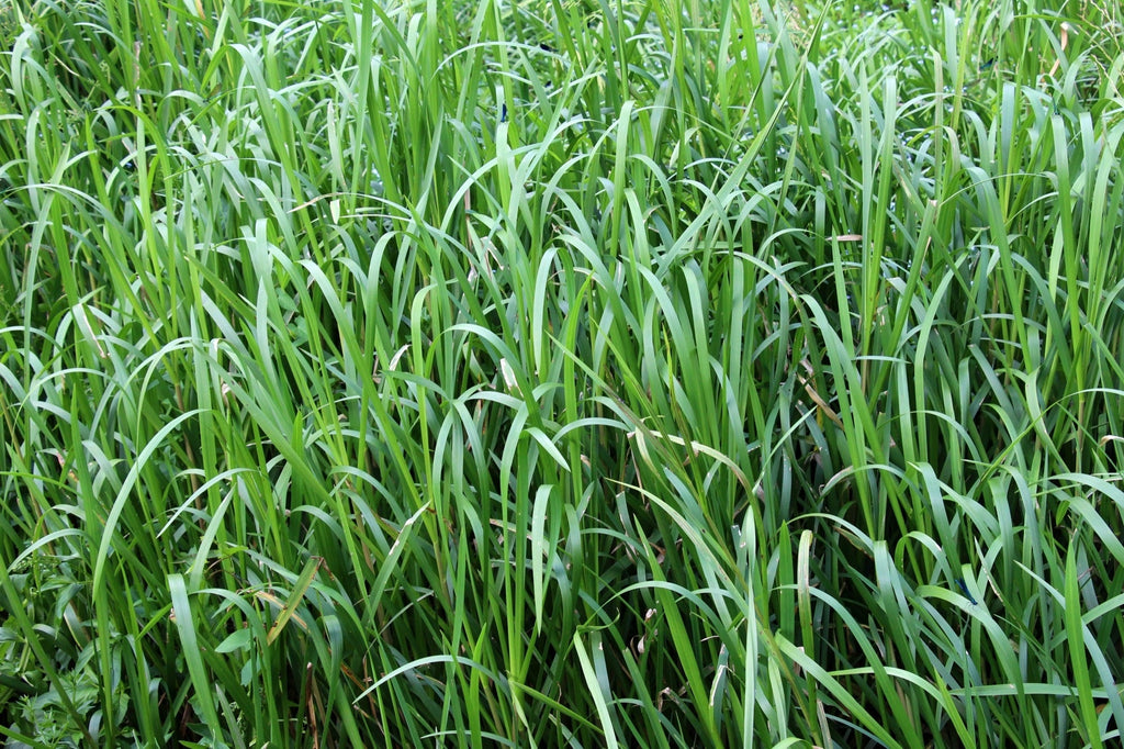 Glyceria maxima