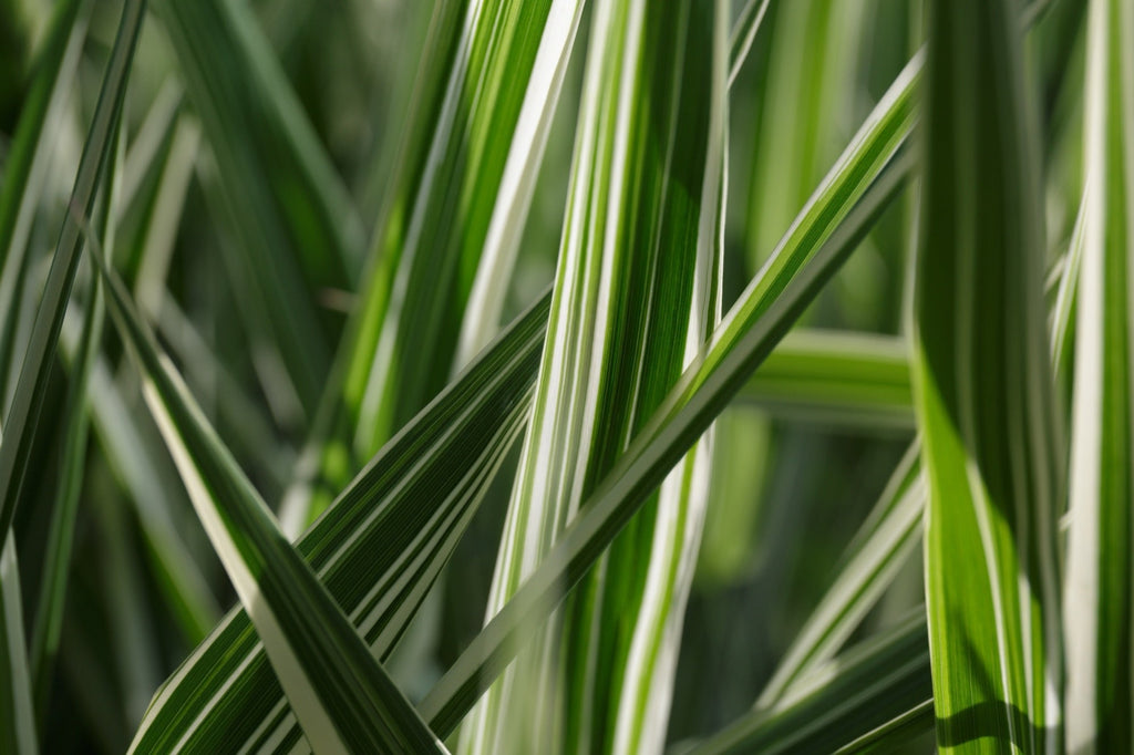 Glyceria maxima variegata
