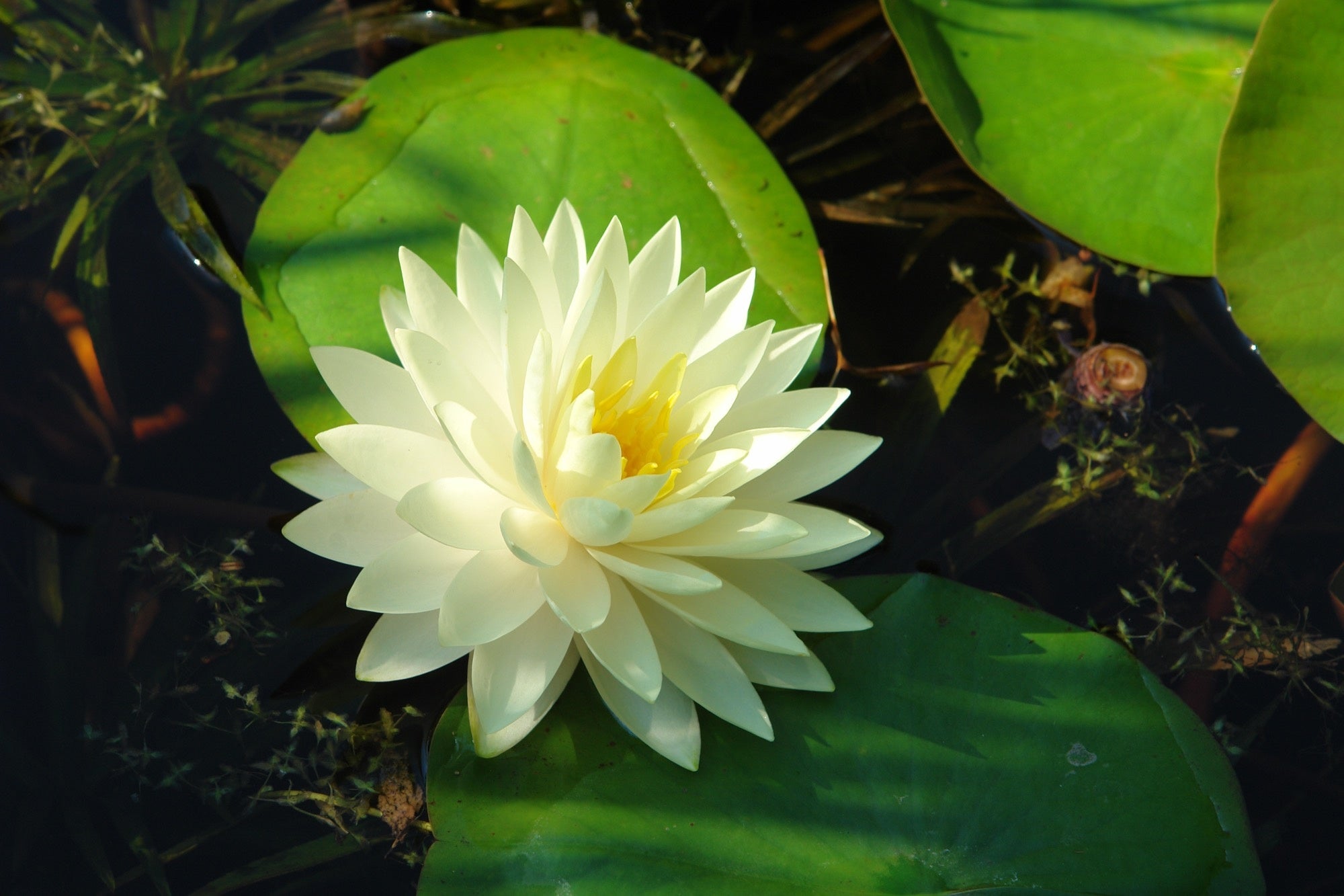 Nymphaea 'Gonnere'
