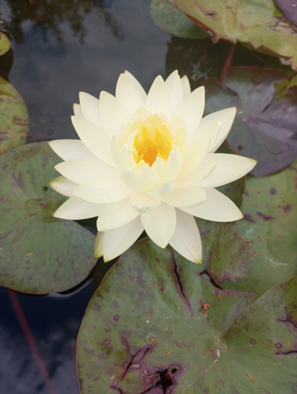 Nymphaea 'Gonnere'