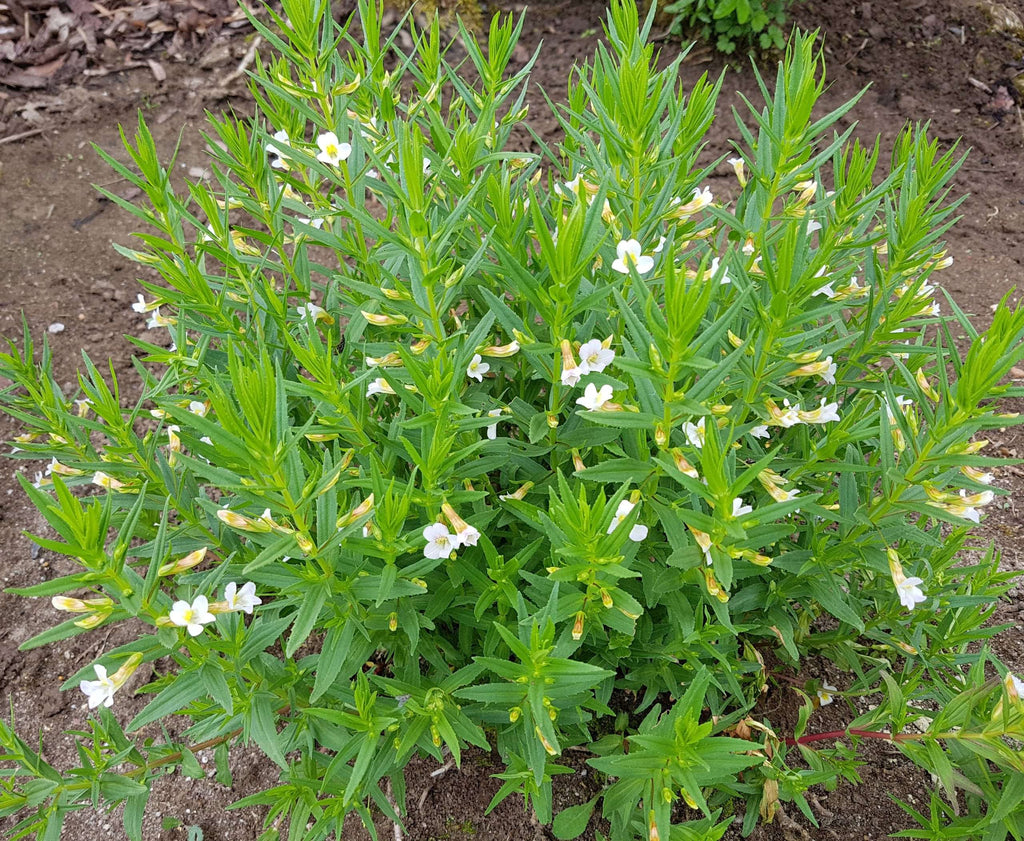 Gratiola officinalis