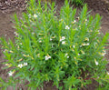 Gratiola officinalis