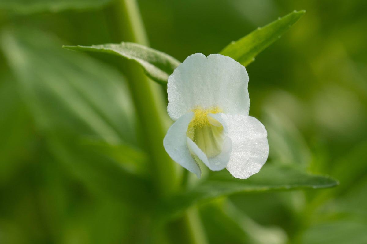 Gratiola officinalis
