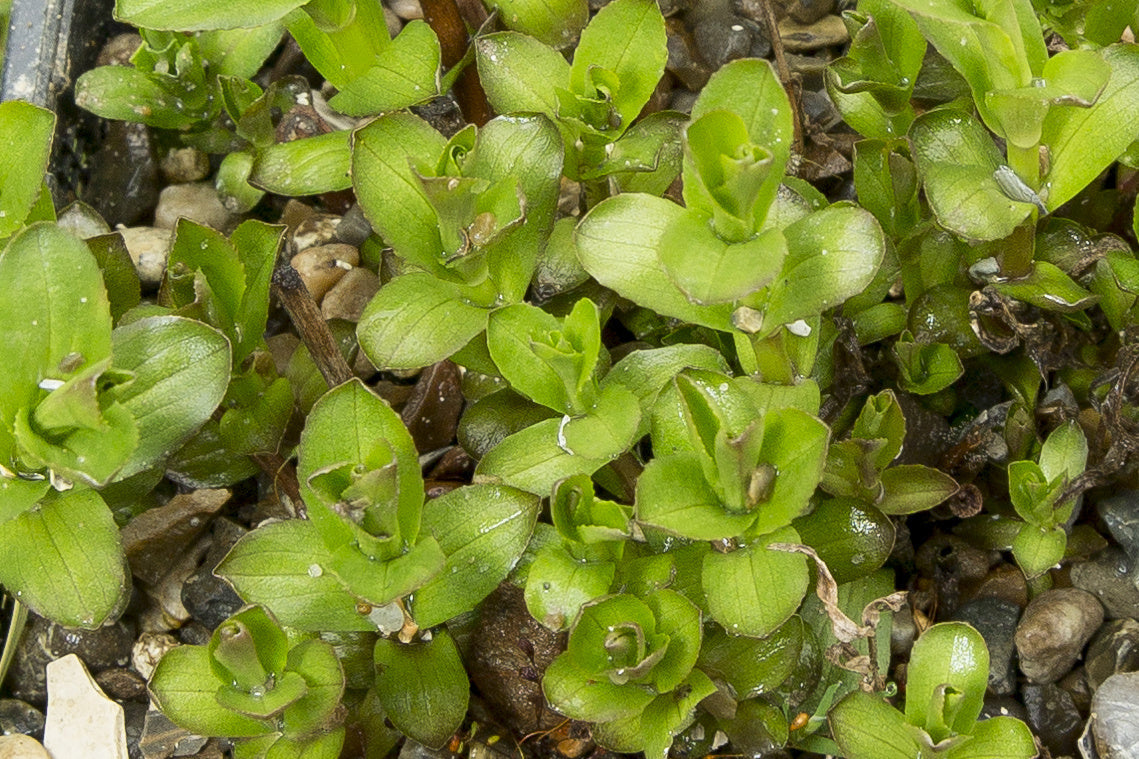 Gratiola officinalis