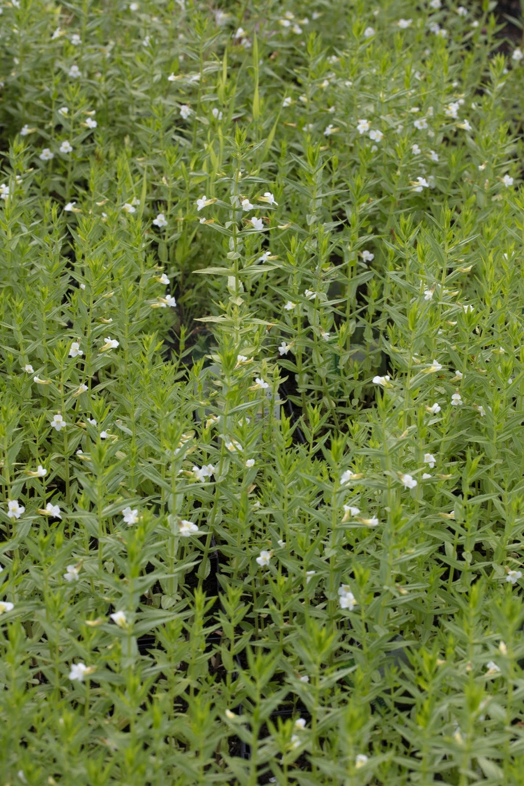 Gratiola officinalis