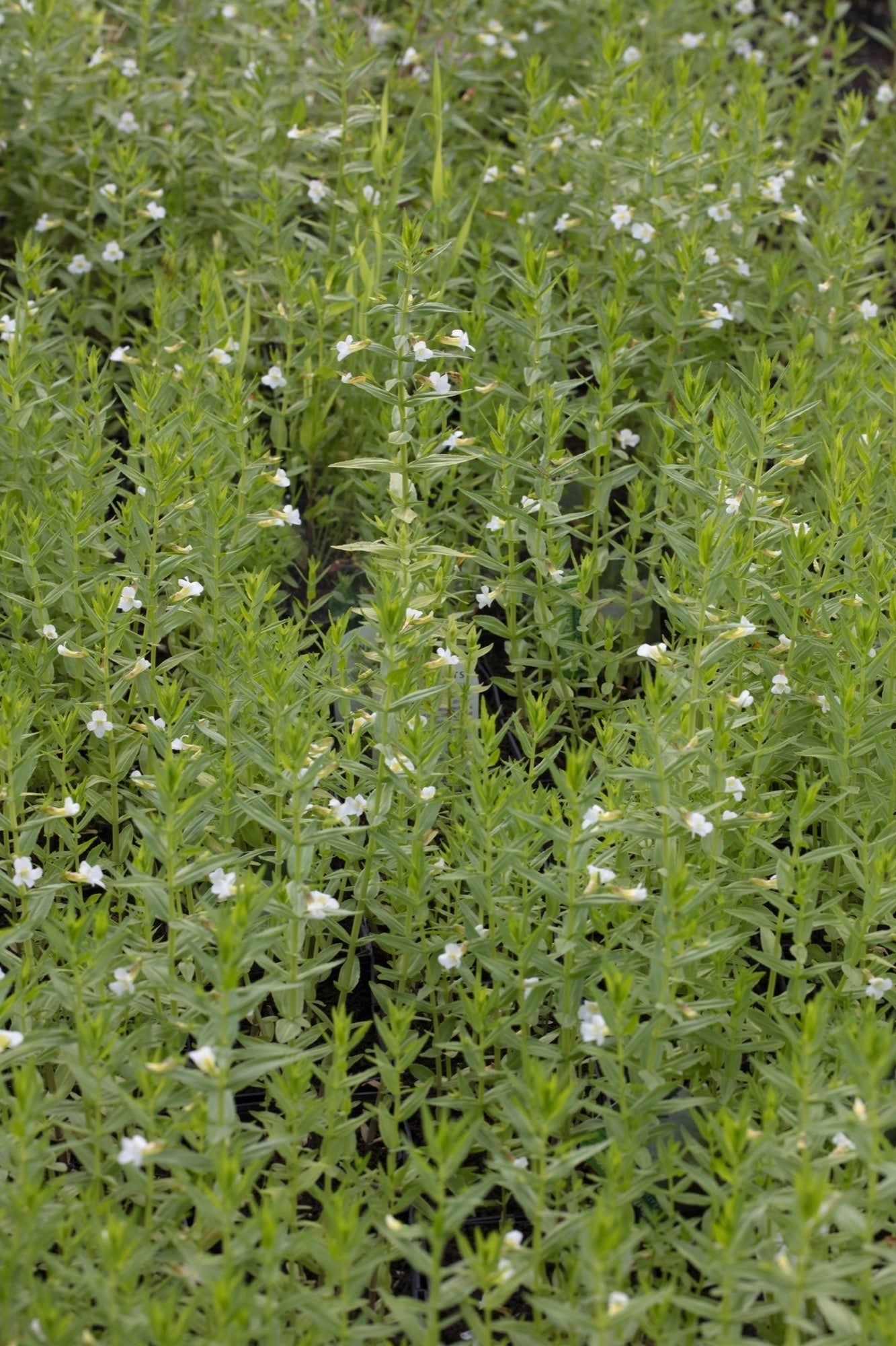 Gratiola officinalis