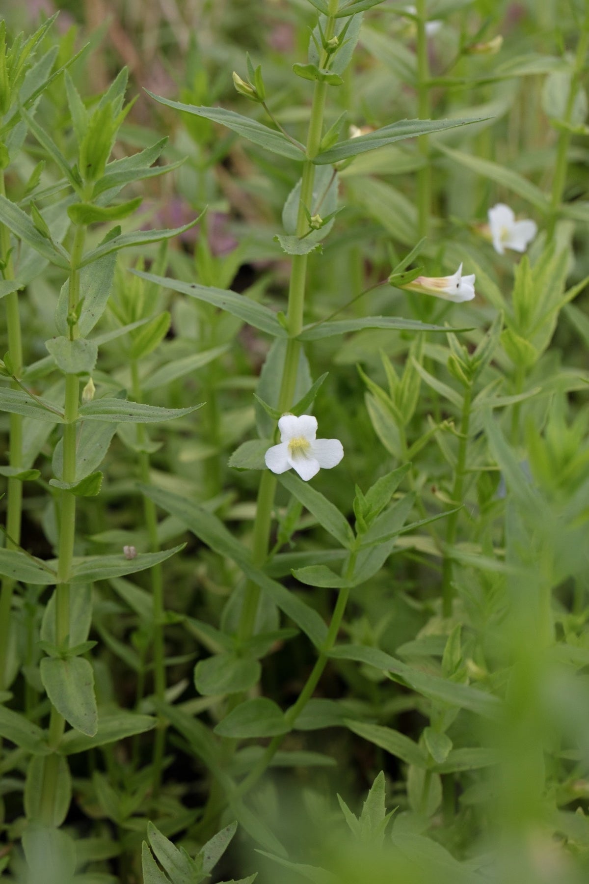 Gratiola officinalis