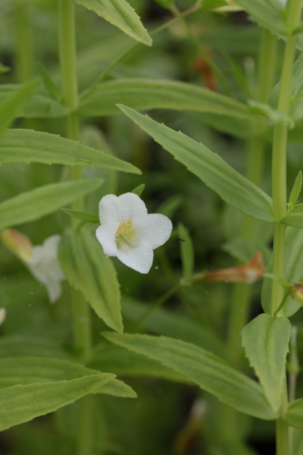 Gratiola officinalis