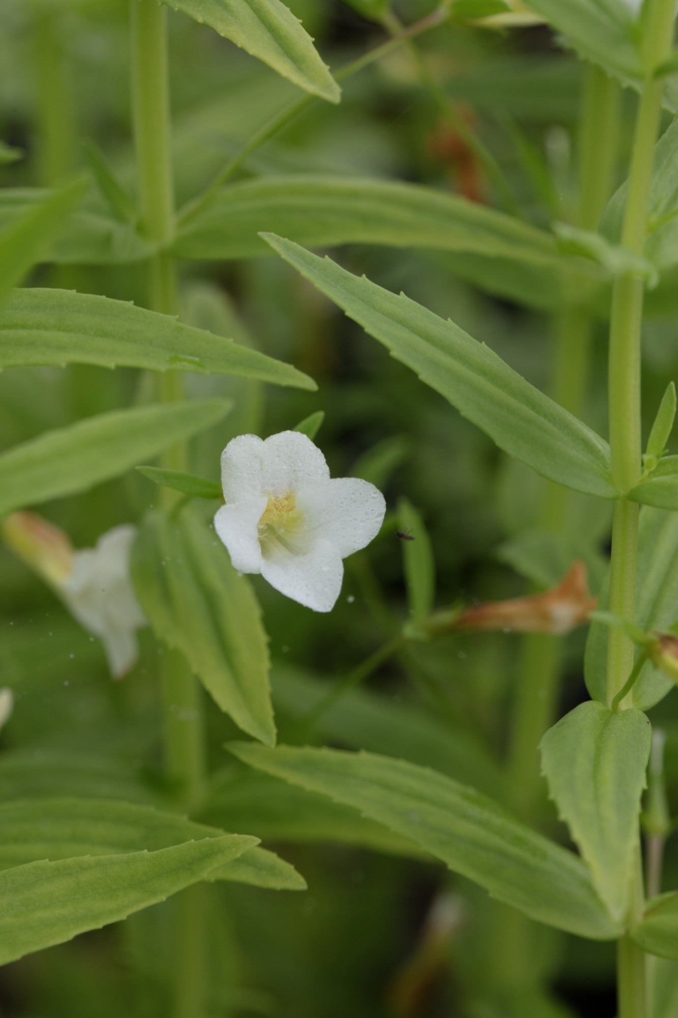 Gratiola officinalis