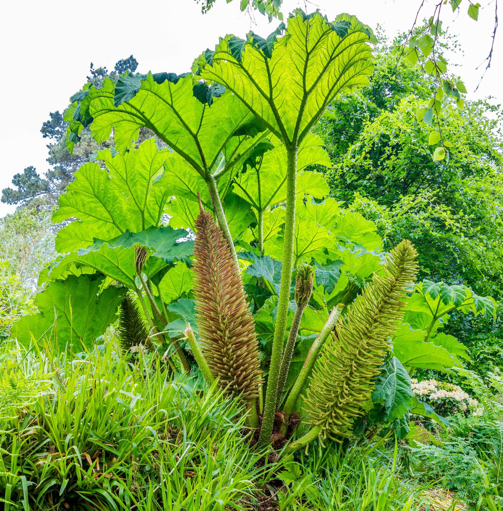 Gunnera manicata
