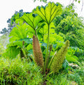 Gunnera manicata
