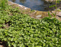 Gunnera magellanica
