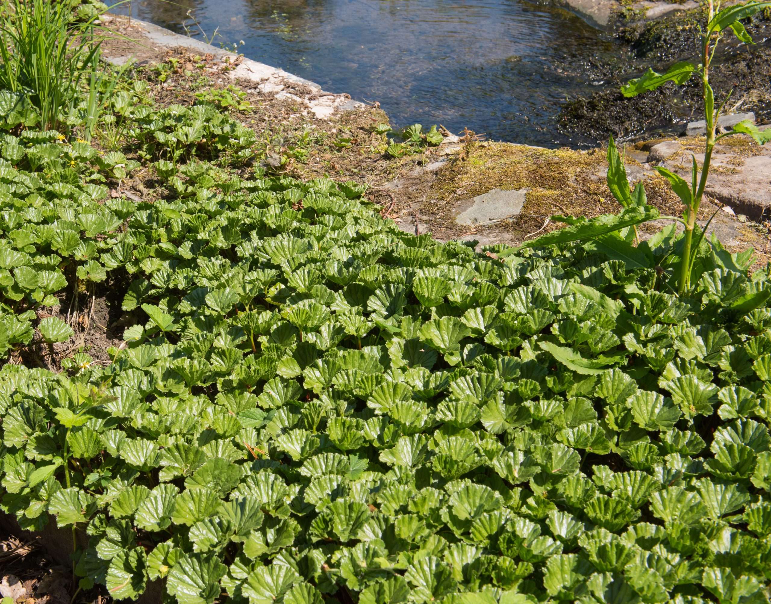 Gunnera magellanica