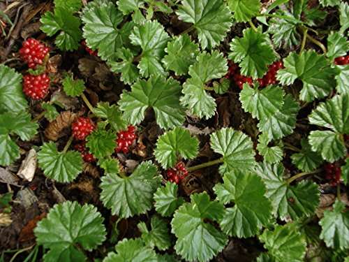 Gunnera magellanica