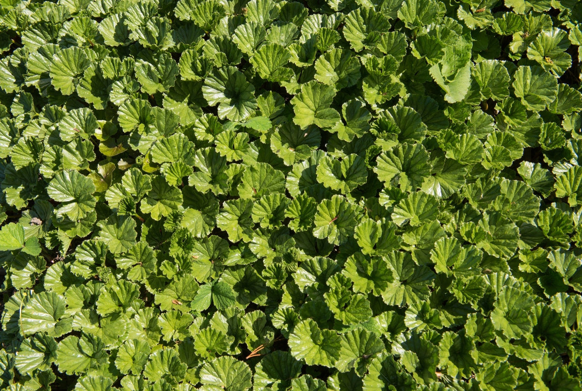 Gunnera magellanica