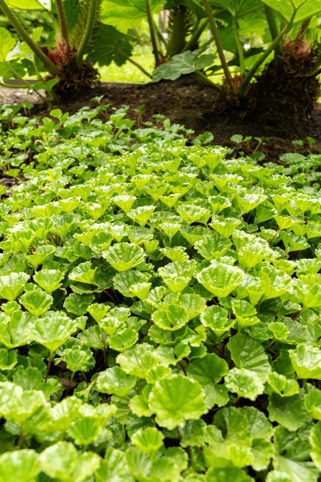 Gunnera magellanica