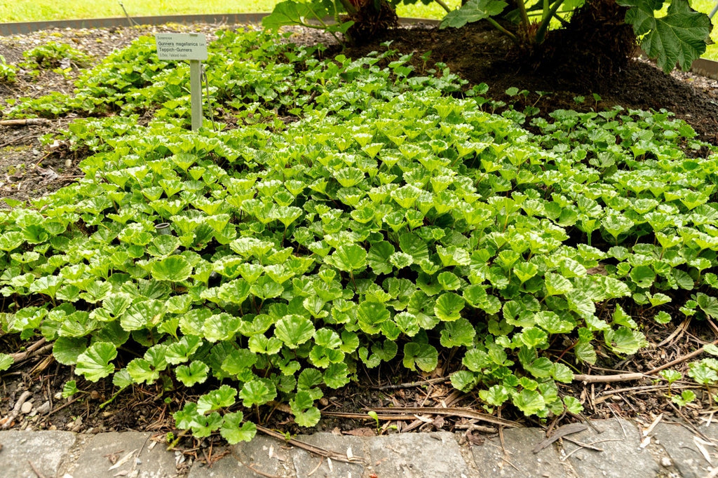Gunnera magellanica