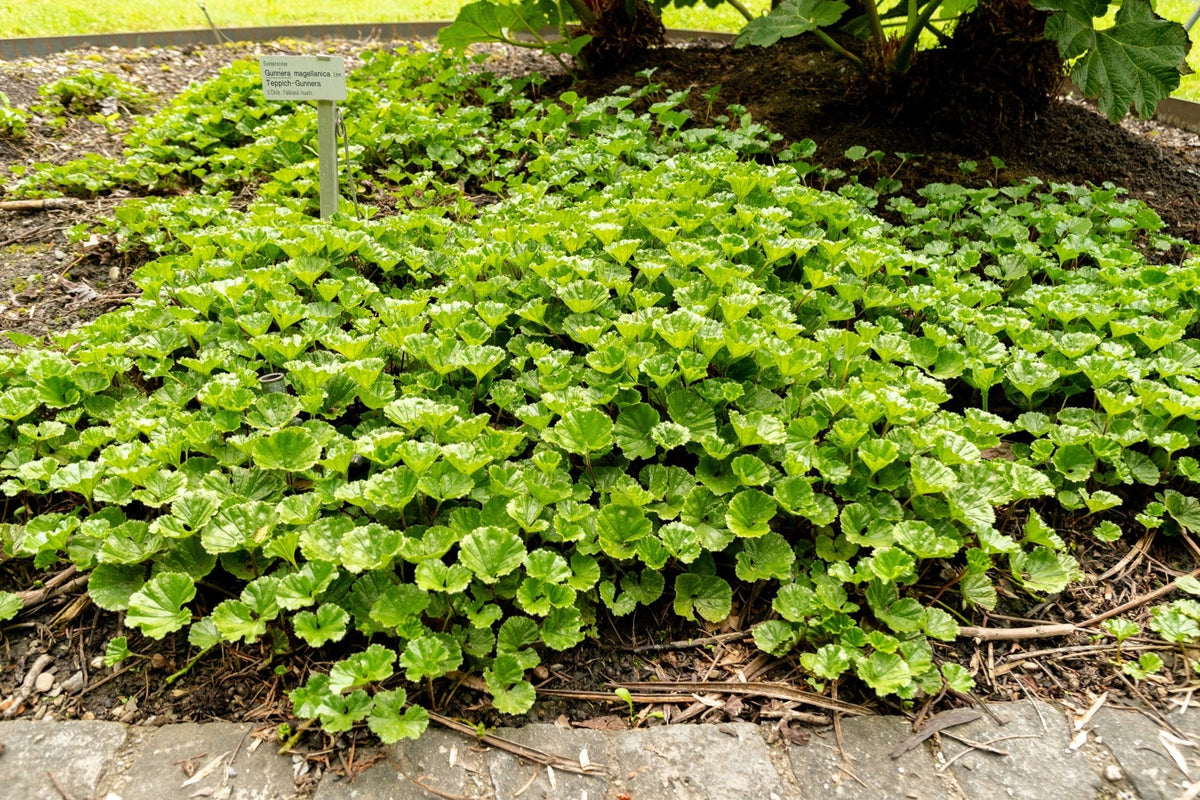 Gunnera magellanica