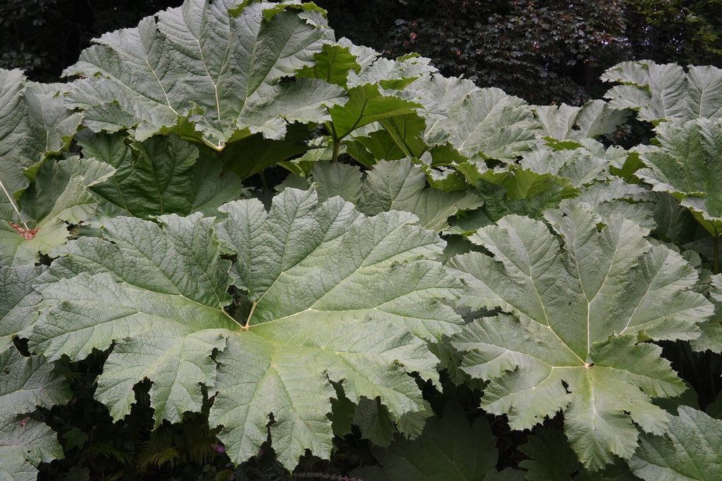 Gunnera manicata