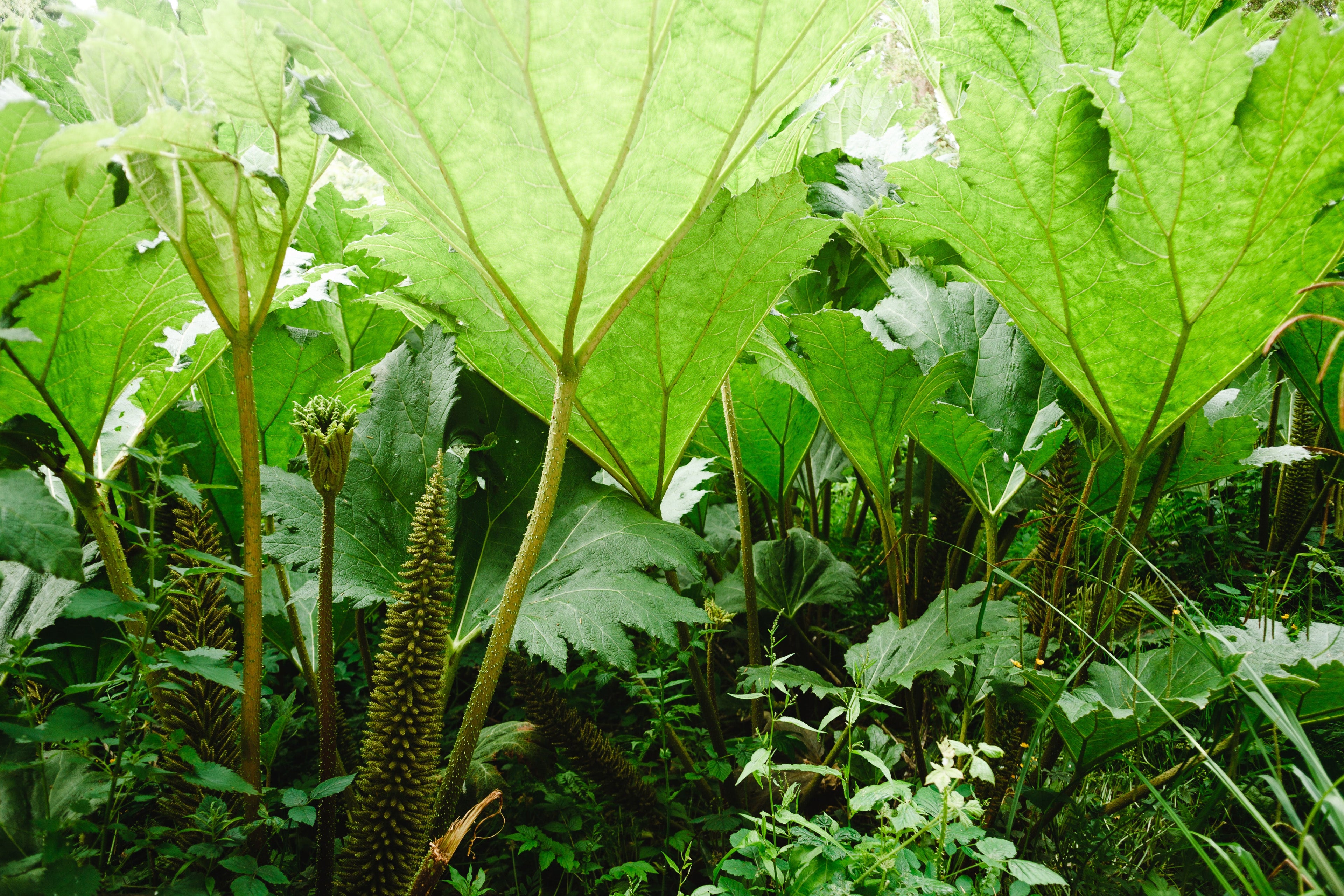 Gunnera manicata