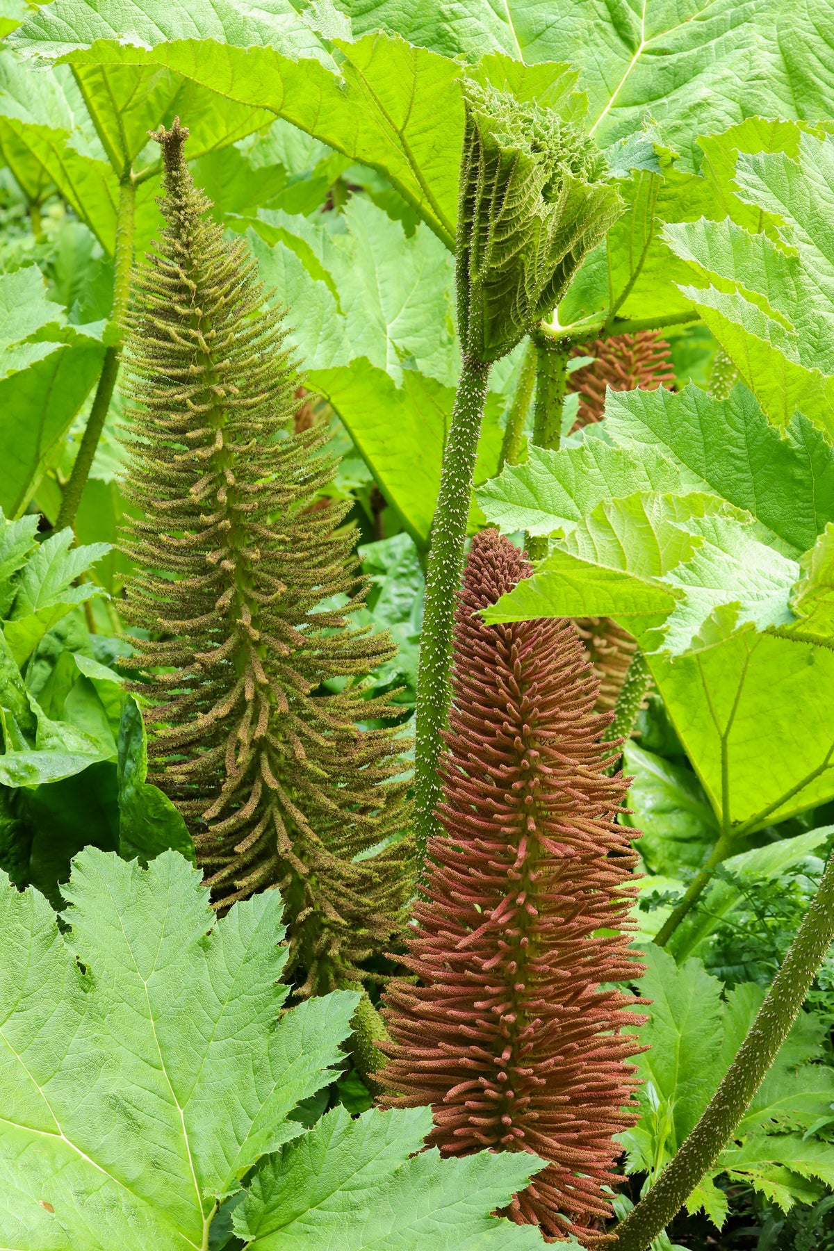 Gunnera manicata