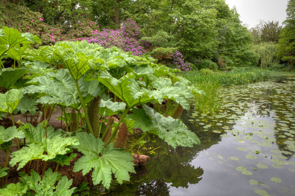 Gunnera manicata