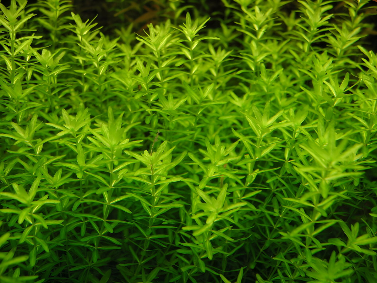 Hemianthus Callitrichoides