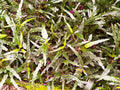 Hemigraphis repanda