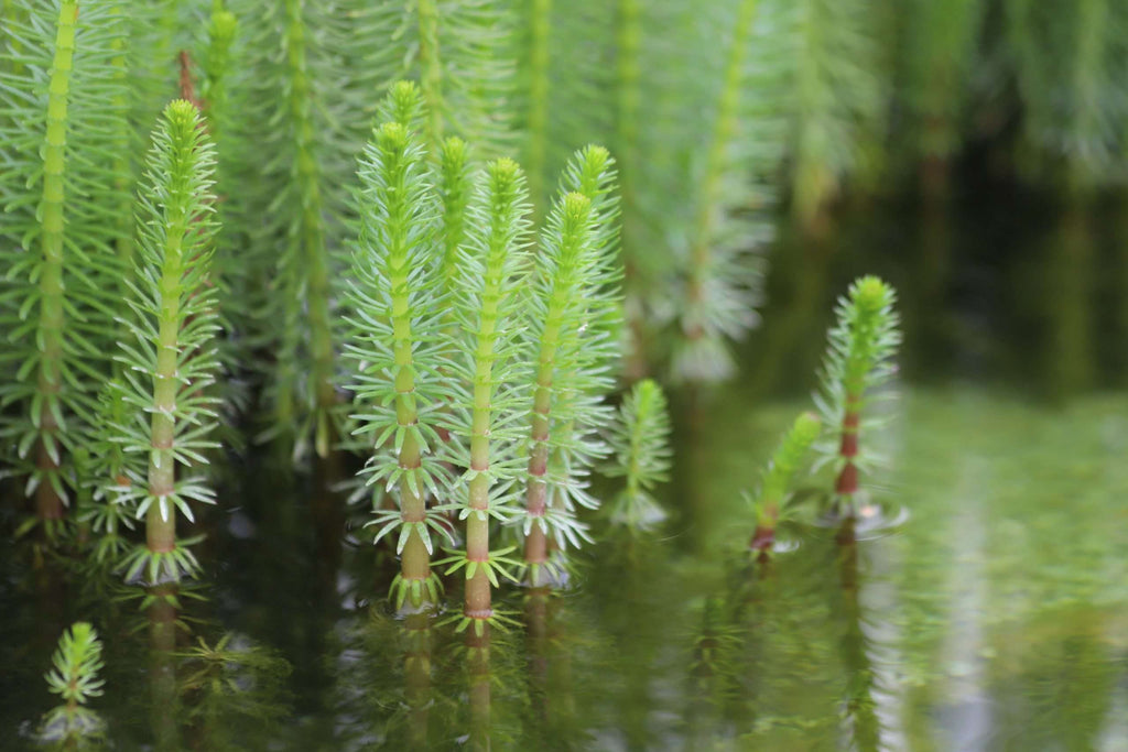 Hippuris vulgaris