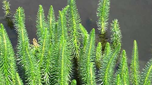 Hippuris vulgaris