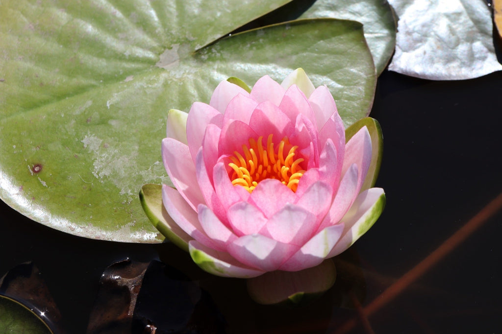 Nymphaea 'Hollandia'