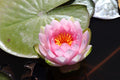 Nymphaea 'Hollandia'