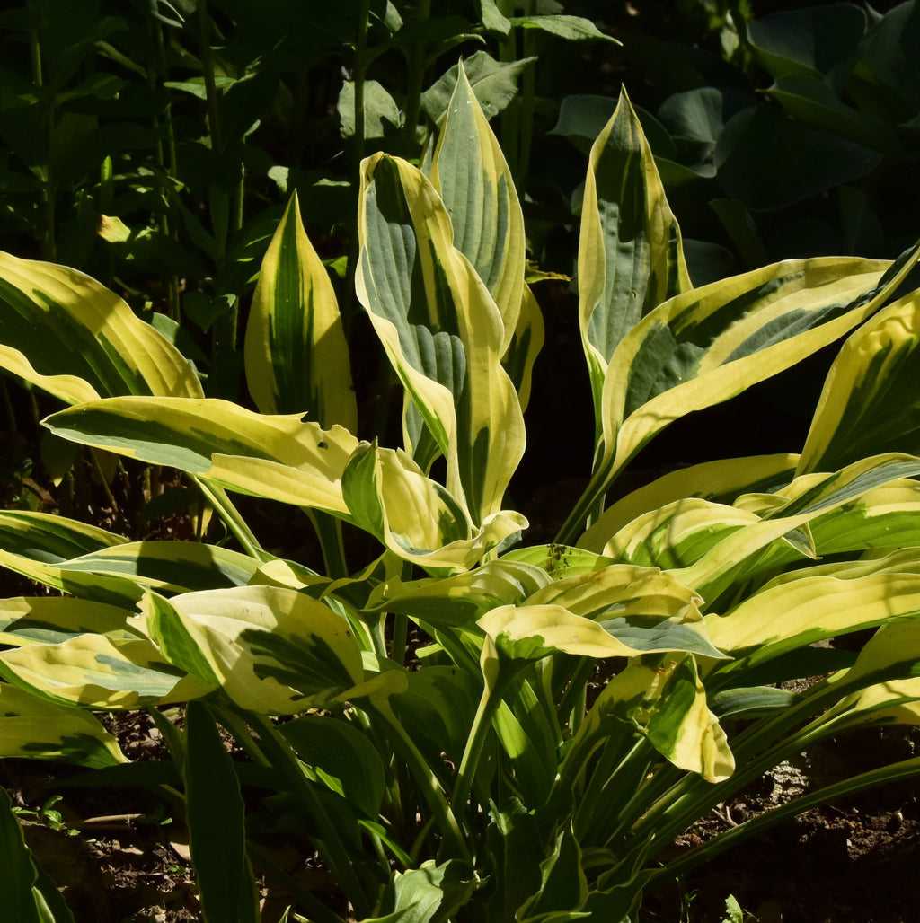 Hosta 'Dragonfly'