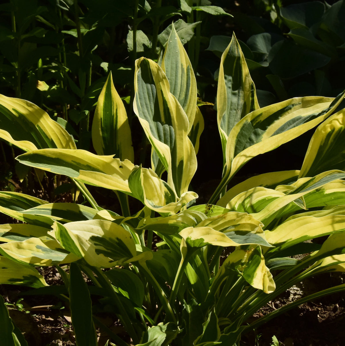 Hosta 'Dragonfly'