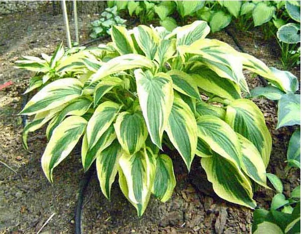 Hosta 'Dragonfly'