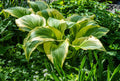 Hosta 'Dragonfly'