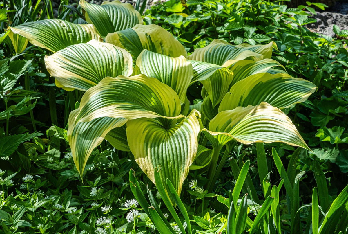 Hosta 'Dragonfly'