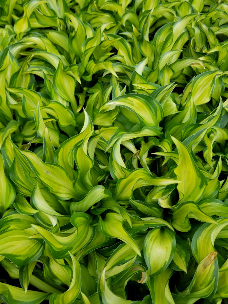 Hosta 'Little Tuft'