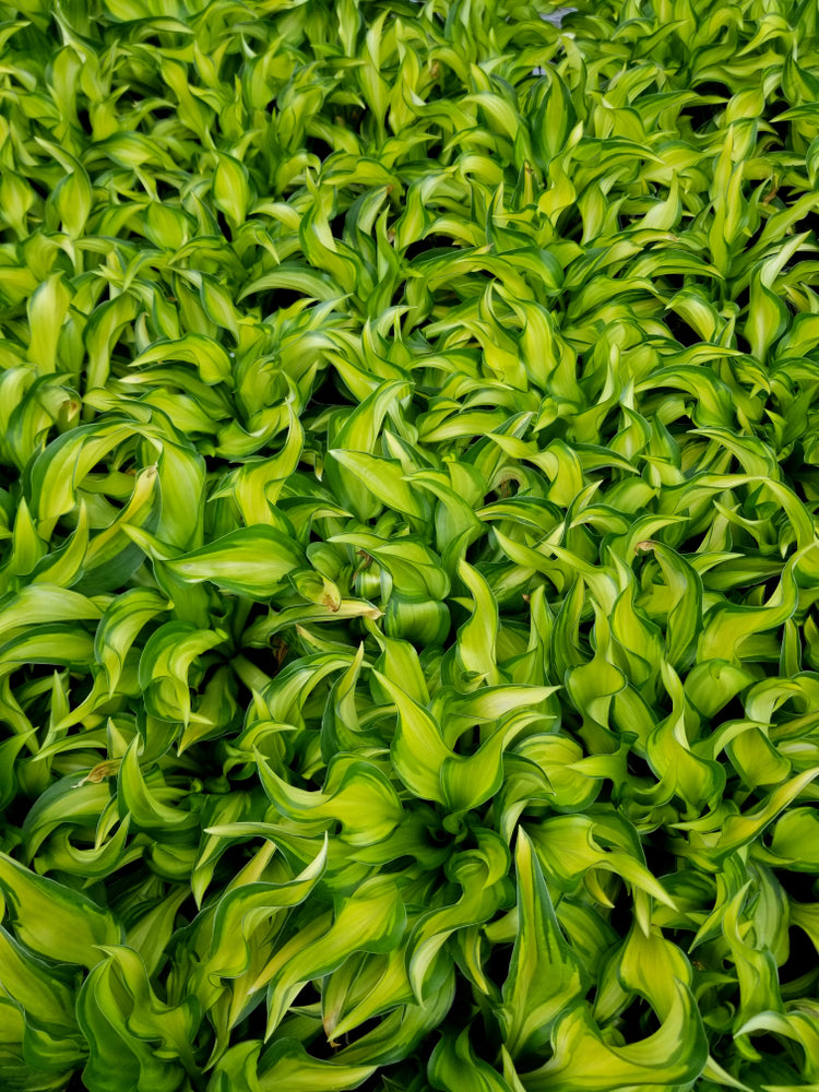 Hosta 'Little Tuft'
