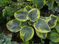 Hosta 'Sugar Daddy'
