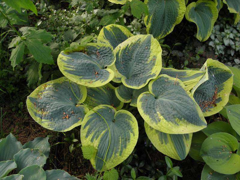 Hosta 'Sugar Daddy'