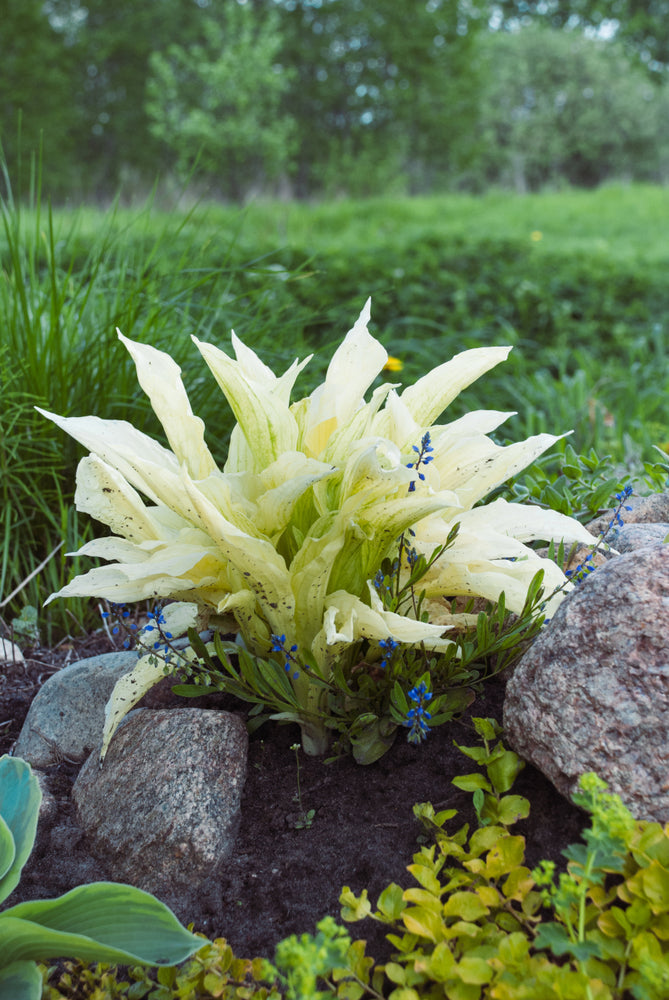 Hosta 'White Feather'