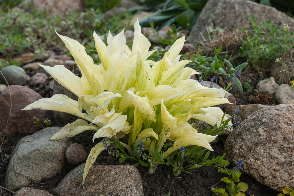 Hosta 'White Feather'