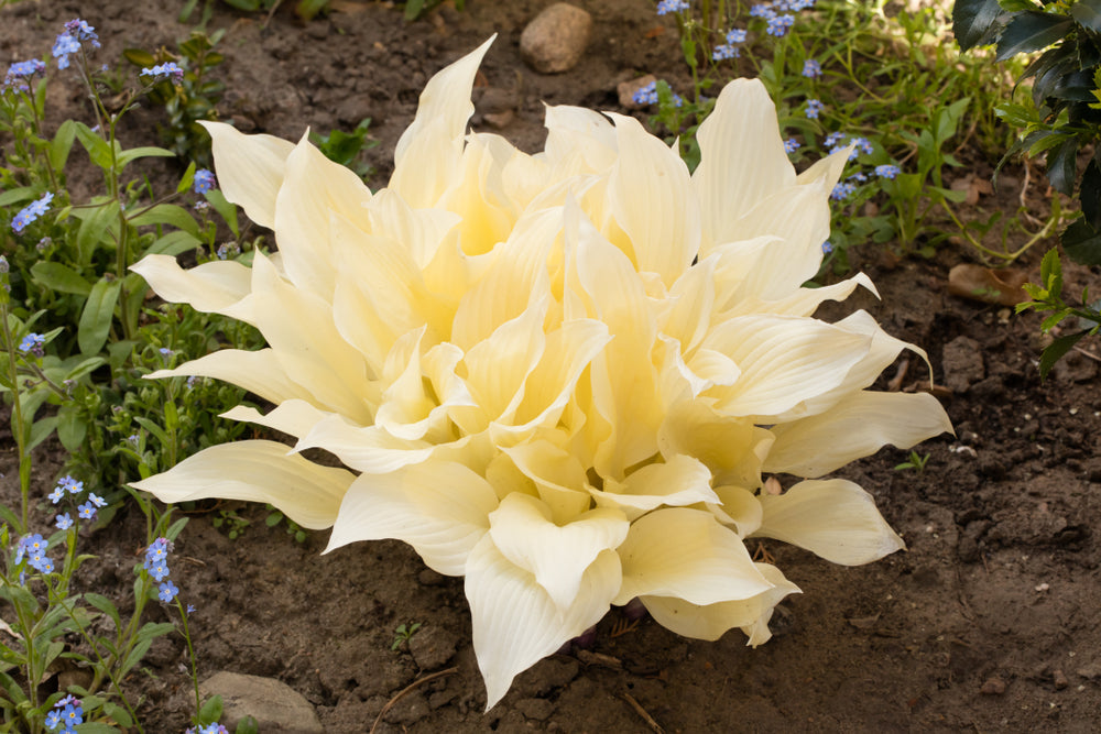 Hosta 'White Feather'
