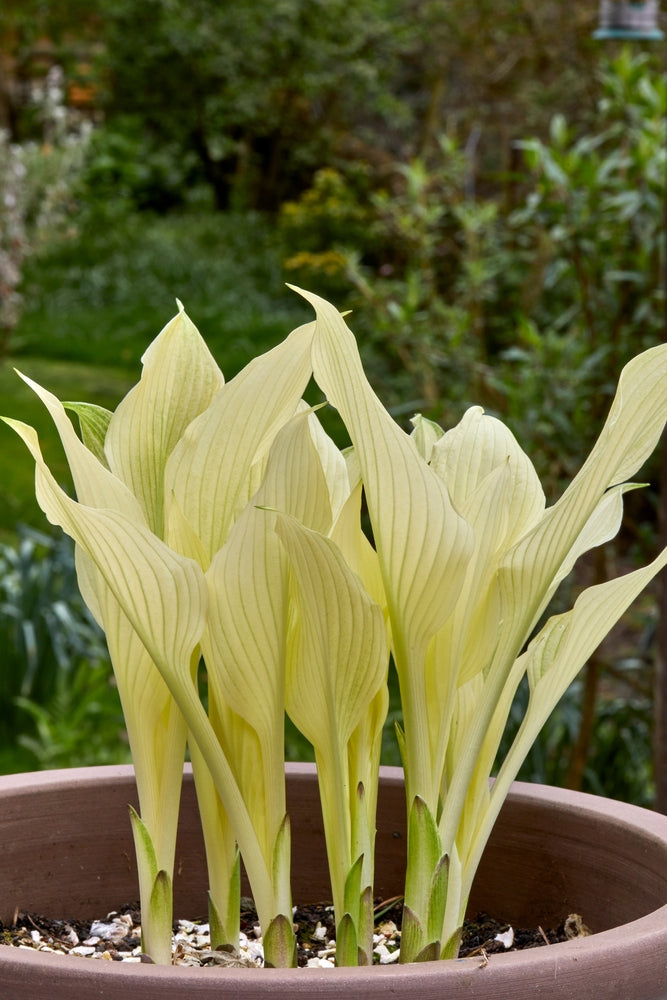 Hosta 'White Feather'