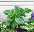 Hosta 'Abiqua Drinking Gourd'