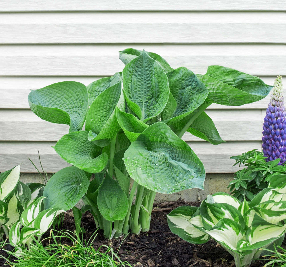 Hosta 'Abiqua Drinking Gourd'