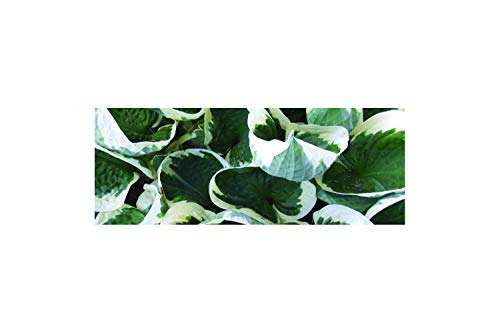 Hosta 'Patriot'