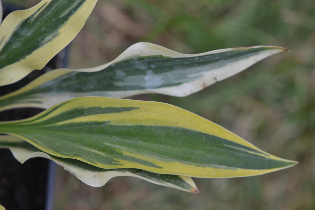 Hosta 'Dragonfly'