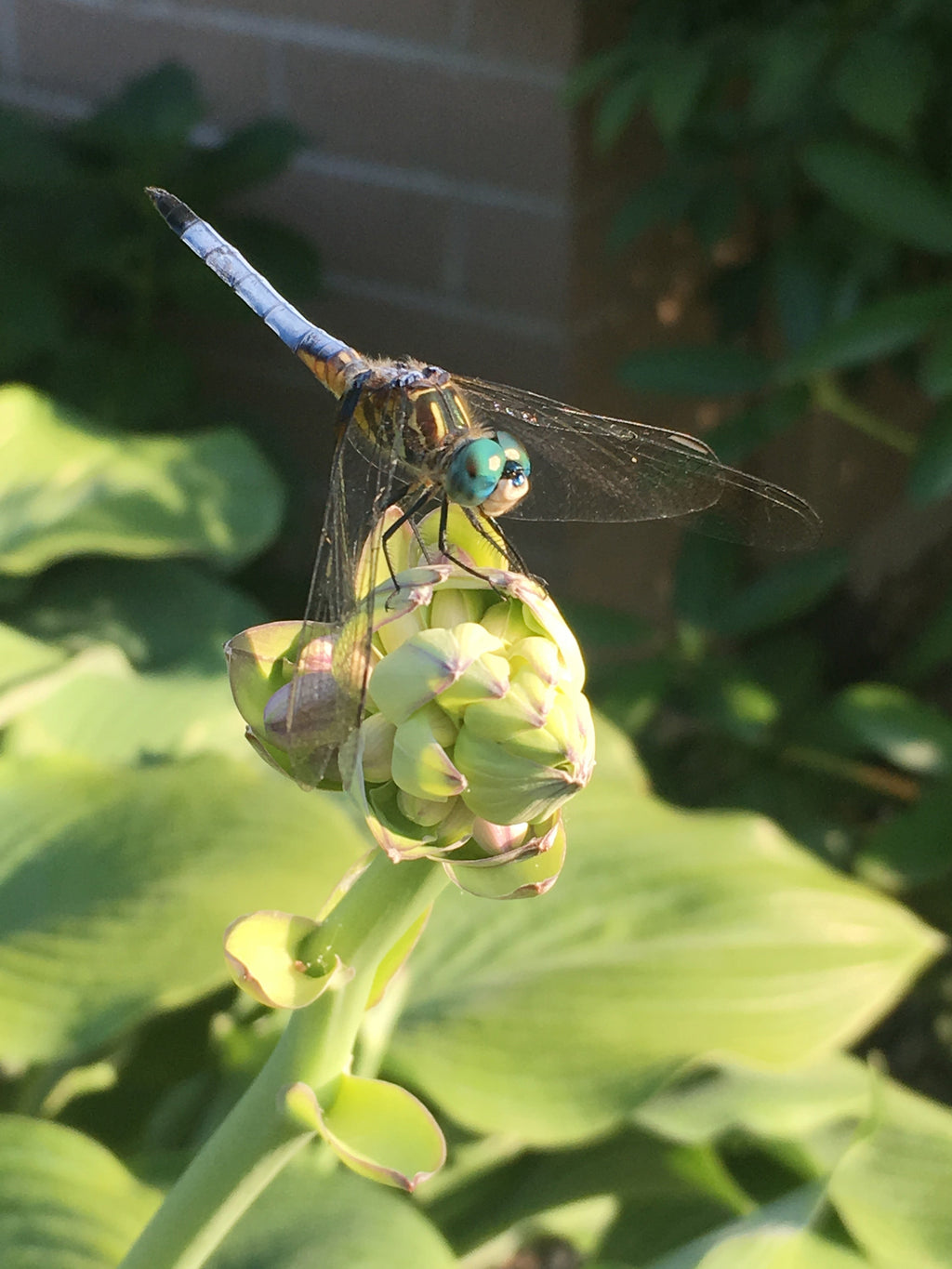 Hosta 'Dragonfly'